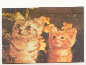 Календарі Календари ^/--/^ СССР 1989 Календарик Флора Фауна Кот Кошка Котович 5 ^_^^^ СРСР 1989 Календарик Флора Фауна Кот Кошка Котович 5 - фото фото фото