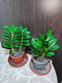 Кімнатні Комнатные ^/--/^ Заміокулькас Зензі  (zamioculcas zamiifolia zenzi) ^_^^^ Замиокулькас Зензи (zamioculcas zamiifolia zenzi) - фото фото фото