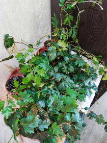 Кімнатні Комнатные ^/--/^ Цисус ромболистий     (cissus alata ellen danica) ^_^^^ Цисус ромболистый (cissus alata ellen danica) - фото фото фото