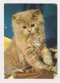 Іноземні Иностранные ^/--/^ КОТЕНОК - КОТ   1974 г.   ГДР - ГЕРМАНИЯ  чистая  ^_^^^ КОТЕНОК - КОТ 1974 НДР - Німеччина чиста - фото фото фото