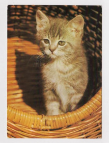 Іноземні Иностранные ^/--/^ КОТЕНОК - КОТ  1986 г.   ГДР - ГЕРМАНИЯ  п/п  ^_^^^ КОТЕНОК - КОТ 1986 р. НДР - Німеччина п/п - фото фото фото