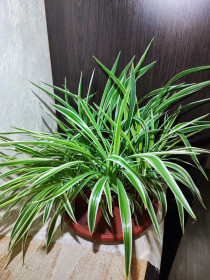 Кімнатні Комнатные ^/--/^ Хлорофітум Чубатий Оушен     (chlorophytum comosum ocean) ^_^^^ Хлорофитум Чубатый Оушен (chlorophytum comosum ocean) - фото фото фото