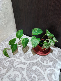 Кімнатні Комнатные ^/--/^ Епіпремнум Марбл Квін   (epipremnum marble queen) ^_^^^ Эпипремнум золотистый (marble queen) - фото фото фото