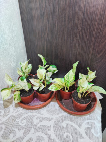 Кімнатні Комнатные ^/--/^ Епіпремнум Хеппі Ліф    (epipremnum happy leaf) ^_^^^ Эпипремнум Хэппи Лиф (epipremnum happy leaf) - фото фото фото