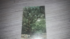 Інше Другое ^/--/^ ДНПК Запоріжжя. 300 річний дуб 1967 фото Угринович ^_^^^ ДНПК Запорожье. 300-летний дуб 1967 фото Угринович - фото фото фото