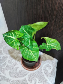 Кімнатні Комнатные ^/--/^ Сингоніум ніжколистий  (syngonium podophyllum) ^_^^^ Сингониум нежколистый (syngonium podophyllum) - фото фото фото
