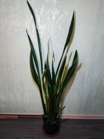 Кімнатні Комнатные ^/--/^ Сансевієрія трисмугова   (sansevieria trafasciata laurentii, zeylanica) ^_^^^ Сансевиерия трехполосная (sansevieria trafasciata laurentii, zeylanica, moonshine) - фото фото фото