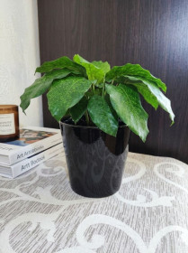 Горщики Горшки ^/--/^ Керамічне кашпо чорний глянець   (13×13 см) ^_^^^ Керамическое кашпо черный глянец (13×13 см) - фото фото фото