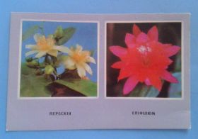 СРСР СССР ^/--/^ Открытка 1977 Радянська Україна Епіфлюм Перексія Квіти цветы кактус ^_^^^ Открытка 1977 Советская Украина Эпифлюм Перексия Цветы цветы кактус - фото фото фото