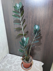 Кімнатні Комнатные ^/--/^ Заміокулькас замієлистий Равен   (zamioculcas zamiifolia raven) ^_^^^ Замиокулькас замеелистный Равен (zamioculcas zamiifolia raven) - фото фото фото