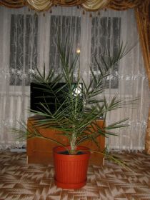 Кімнатні Комнатные ^/--/^ финиковая пальма 15 лет ^_^^^ фінікова пальма 15 років - фото фото фото