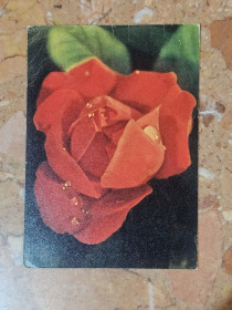 СРСР СССР ^/--/^ Открытка роза 1959 г. ^_^^^ Листівка троянд 1959 - фото фото фото