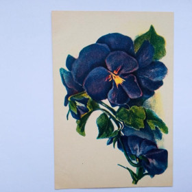 СРСР СССР ^/--/^ Почтовая карточка СССР 1940-1950-е годы. ЦВЕТЫ. ФИАЛКИ. Открытка. РИГА, ЛАТВИЯ. Чистая ^_^^^ Поштова картка СРСР 1940-1950-і роки. Квіти. Фіалки. листівка. Рига, Латвії. Чистий - фото фото фото