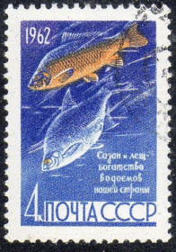 СРСР - СССР - ^/--/^ СРСР 1962 - Риби  (Г) ^_^^^ СРСР 1962 — Рібі (Г) - фото фото фото
