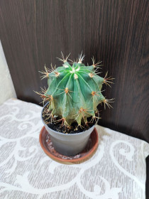 Кімнатні Комнатные ^/--/^ Кактус    (ferocactus) ^_^^^ Кактус (ferocactus) - фото фото фото