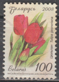 Білорусь Беларусь ^/--/^ Беларусь 2008 флора тюльпан ^_^^^ Білорусь 2008 флора тюльпан - фото фото фото