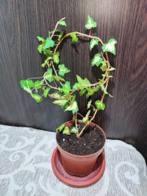 Кімнатні Комнатные ^/--/^ Плющ звичайний варієгатний  (hedera helix variegata) ^_^^^ Плющ обыкновенный вариегатный (hedera helix variegata) - фото фото фото