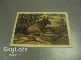СРСР СССР ^/--/^ открытка лось 1954 трофимов №15671 /--/ м ^_^^^ листівка лось 1954 трофімів No /--/ 15671 /--/ м - фото фото фото