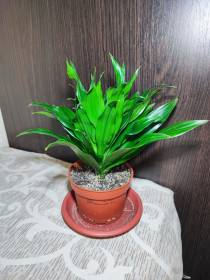 Кімнатні Комнатные ^/--/^ Драцена запашна компакта     (dracaena fragrans compacta) ^_^^^ Драцена душистая компакта (dracaena fragrans compacta) - фото фото фото