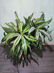 Кімнатні Комнатные ^/--/^ Драцена запашна    (dracaena fragrans), 3 ствола ^_^^^ Драцена душистая (dracaena fragrans white stripe, lemon lime), 3 ствола - фото фото фото