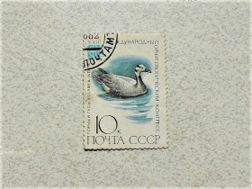 СРСР - СССР - ^/--/^ Поштова марка СССР 1982 рік ^_^^^ Почтовая марка СССР &amp;quot; Фауна &amp;quot; 1982 год - фото фото фото