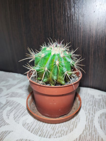 Кімнатні Комнатные ^/--/^ Кактус     (ferocactus) ^_^^^ Кактус (ferocactus) - фото фото фото