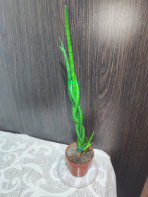 Кімнатні Комнатные ^/--/^ Сансевієрія Діжитаріум      (sansevieria digitorum) ^_^^^ Сансевиерия Дижитариум (sansevieria digitorum) - фото фото фото