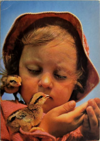 СРСР СССР ^/--/^ Открытка Птенцы Фото А.Рябко Изд.&amp;quot;Планета&amp;quot; 1986 /--/ г  чистая  Дети ^_^^^ Пташенята Фото А.Рябко &amp;quot;Планета &amp;quot; 1986 /--/ р чиста Діти - фото фото фото