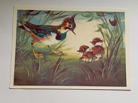 СРСР СССР ^/--/^ СССР Птицы с птенцами, Чибис ^_^^^ СРСР Птахи з пташенятами, Чибіс - фото фото фото