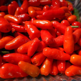 Насіння Семена ^/--/^ Насіння перцю гострого  Чилито де Симоджовел  (Capsicum annuum var. glabriusculum &amp;apos;Chilito de Simojovel&amp;apos;) ^_^^^ Семена перца горького сорта Cayene spiral - фото фото фото