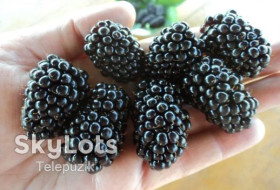 Садові Садовые ^/--/^ Ожина. Бесшипная крупная ежевика Полар. ^_^^^ Ожина. Безшипна велика яжинка Полар. - фото фото фото