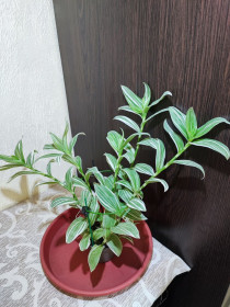 Кімнатні Комнатные ^/--/^ Традесканція Альбовітата     (tradescantia fluminensis albovittata) ^_^^^ Традесканция Альбовитата (tradescantia fluminensis albovittata) - фото фото фото