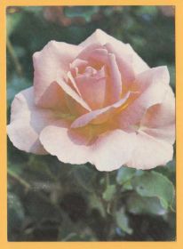 СРСР СССР ^/--/^ ФЛОРА 1983 СССР Розы Тиффани Ботсад АН Цветы НК ^_^^^ 1983 СРСР Рози Тіффані Ботсад АН Квіти НК - фото фото фото
