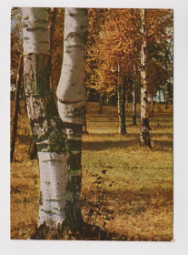 СРСР СССР ^/--/^ ПОДМОСКОВЬЕ - ОСЕНЬ В БЕРЕЗОВОЙ РОЩЕ  1962 г.  фото Л.БОРОДУЛИН  чистая  ^_^^^ ПОДМОСКОВ'Я - ОСІНЬ У БЕРЕЗОВІЙ РОЩІ 1962 р. фото Л.БОРОДУЛІН чиста - фото фото фото