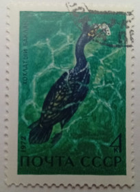 СРСР - СССР - ^/--/^ СССР 1972 Хохлатый баклан, гашеная ^_^^^ СРСР 1972 «Холатий баклан», гашена - фото фото фото