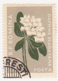 Румунія Румыния ^/--/^ Румыния 1957 г №  1654 гашеная ^_^^^ Румунія 1957 р. No 1654 гашена - фото фото фото