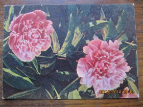 СРСР СССР ^/--/^ Почтовая карточка СССР №13 ^_^^^ Поштова картка СРСР No 13 - фото фото фото