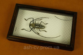 Інше Другое ^/--/^ Засушений жук Batocera Wallacei (Indonesia 2008) ^_^^^ Засушенный жук Batocera Wallacei (Indonesia 2008) - фото фото фото
