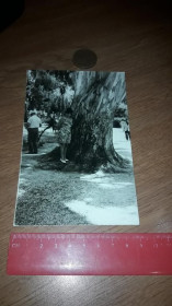 Листи, фото Письма, фото ^/--/^ Фотокарточка 1960-е Девушка у чего то дендрогигантского ЧПК ^_^^^ Фотокартка 1960-е Дівчина у чого то дендрогігантського ЧПК - фото фото фото