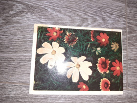 СРСР СССР ^/--/^ Открытка СССР Цветы   1965 /--/ г. ^_^^^ Листівка СРСР Квіти 1965 /--/ р. - фото фото фото