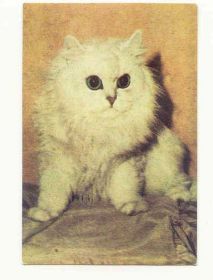 Календарі Календари ^/--/^ СССР 1989 Календарик Кот Кошка Котович ^_^^^ СРСР 1989 Календарик Кот Кошка Котович - фото фото фото