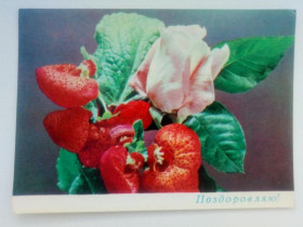 СРСР СССР ^/--/^ Открытка СССР 1970 г. ПОЗДОРОВЛЯЮ ! , фото ШАМШИНА, &amp;quot;Радянська Украiна&amp;quot; Киев, чист ^_^^^ Листівка СРСР 1970 ПОЗДОРОВЛЯЮ! , фото ШАМШИНА, &amp;quot;Радянська Україна &amp;quot; Київ, чистий - фото фото фото