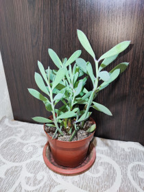 Кімнатні Комнатные ^/--/^ Сенеціо    (Хрестовник) Фікоїдес    (senecio ficoides mount everest) ^_^^^ Замиокулькас замеелистный Равен (zamioculcas zamiifolia raven) - фото фото фото