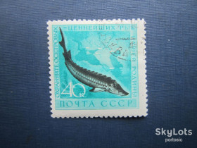 СРСР - СССР - ^/--/^ Марка СССР 1959 фауна рыба осётр гаш ^_^^^ Марка СРСР 1959 фауна риба осетер гаш - фото фото фото