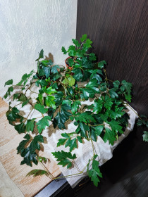 Кімнатні Комнатные ^/--/^ Цисус ромболистий      (cissus alata ellen danica) ^_^^^ Цисус ромболистый (cissus alata ellen danica) - фото фото фото