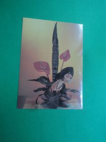 СРСР СССР ^/--/^ Цветы. Композиция. 1986 /--/ г. ^_^^^ Квіти. Композиція. 1986. - фото фото фото