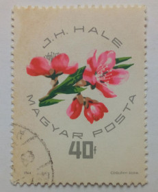 Угорщина Венгрия ^/--/^ Венгрия 1964 Цветы, 40 /--/ f, гашеная ^_^^^ Угорщина 1964 Квіти, 40 /--/ f, гашена - фото фото фото