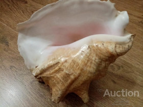 Інше Другое ^/--/^ ОКЕАНИЧЕСКАЯ БОЛЬШАЯ РАКУШКА ============СМОТРИТЕ ВСЕ МОИ ЛОТЫ================================= ^_^^^ ОКЕАНІЧНА БІЛЬША РАКУШКА ============ЗМОТРИТЕ ВСІ МОЇ ЛОТЫ================================= - фото фото фото