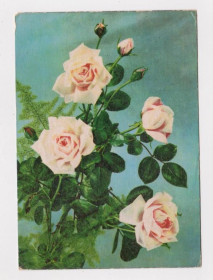 Іноземні Иностранные ^/--/^ РОЗЫ  1966 г.   ГДР - ГЕРМАНИЯ   п/п  ^_^^^ РОЗИ 1966 р. НДР - Німеччина п/п - фото фото фото