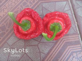 Насіння Семена ^/--/^ Насiння перцю гіркого Jamaican Red Pepper ^_^^^ Насечение перца горького Jamaican Red Pepper - фото фото фото